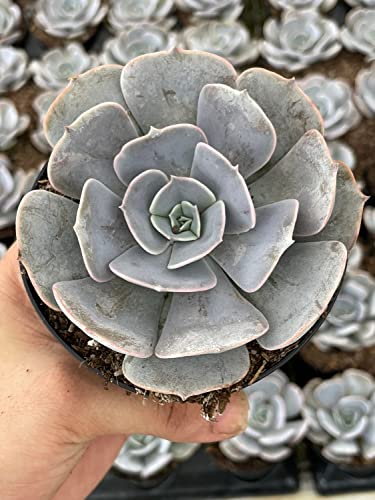BubbleBlooms Echeveria Lilacina, White Ghost echeveria in a 3 inch Pot