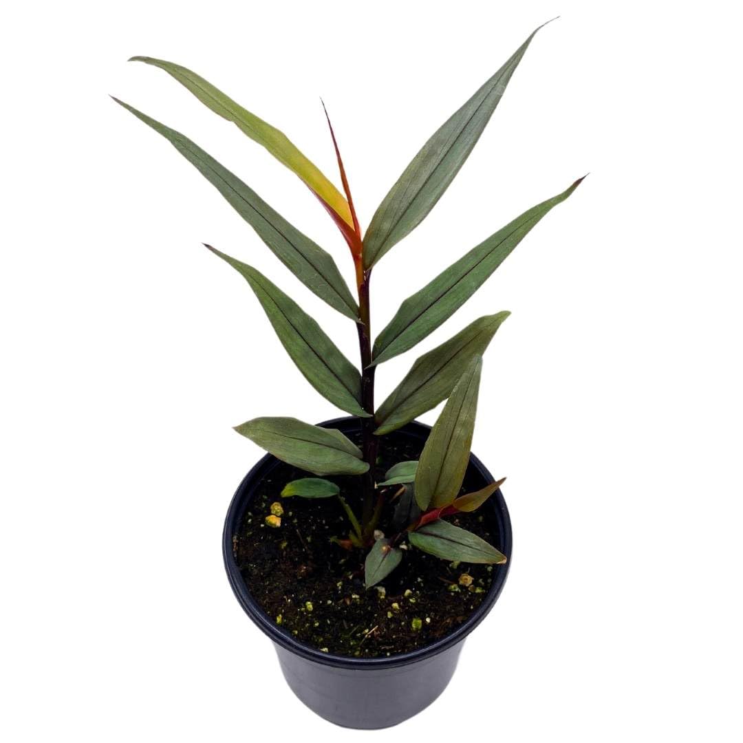 BubbleBlooms Alpinia Red Rubin luteocarpa Red Bamboo Ginger in a 4 inch Pot