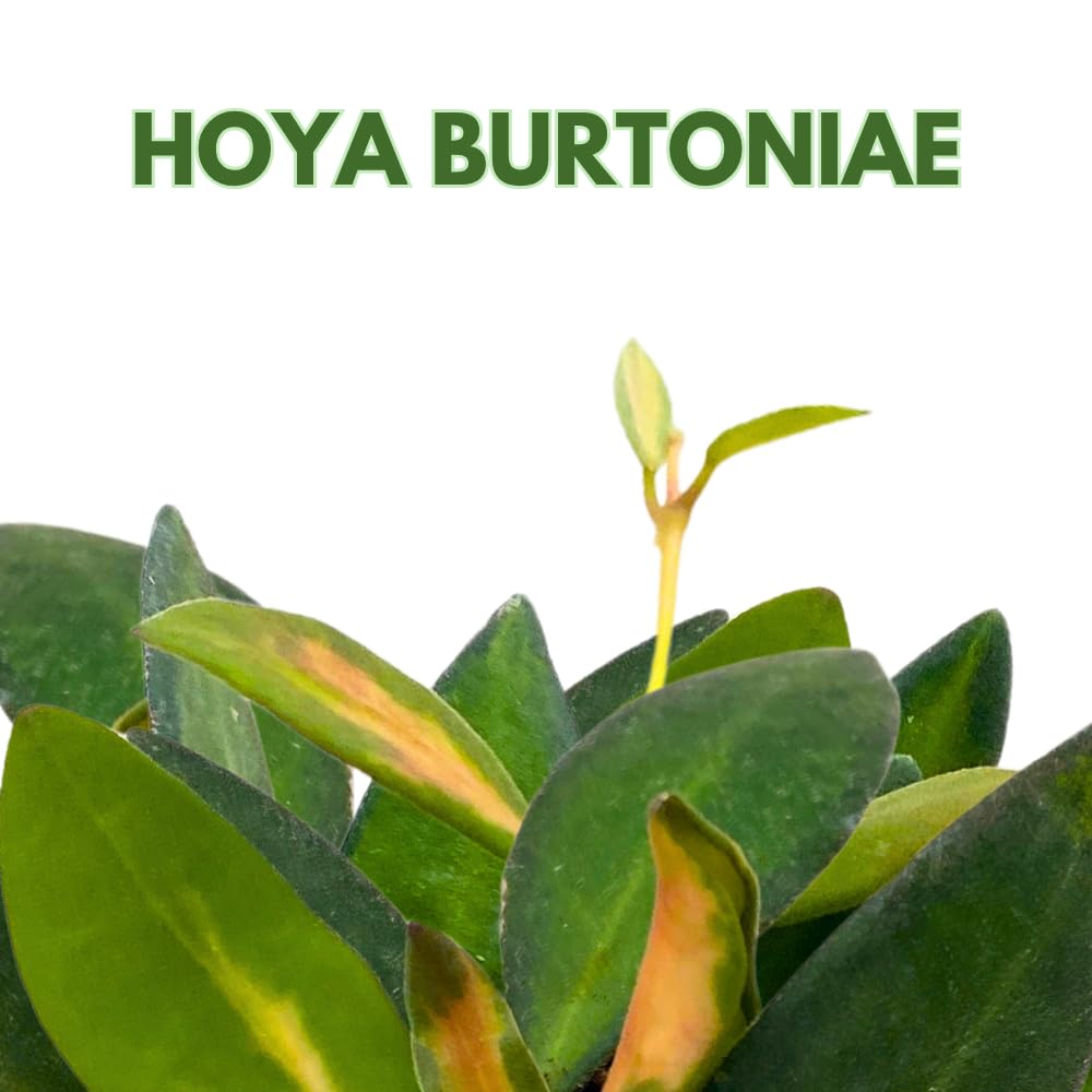 BubbleBlooms Hoya Ds-70 Variegated burtoniae in a 2 inch Pot Tiny Mini Pixie Plant