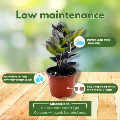 BubbleBlooms Black ZZ, 4 inch Raven Zamioculcas Zamiifolia Dowon Jet-Black