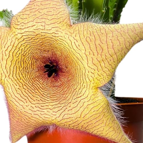 BubbleBlooms Stapelia gigantea, Giant Starfish Flower, Rare Huernia, in 6 inch Pot
