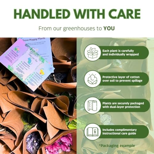 Harmony Foliage Ripple Peperomia Assortment in 4 inch pots 15-Pack Bulk Wholesale