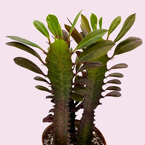 BubbleBlooms Red African Milk Tree, Euphorbia trigona 4 inch Pot, Red Cathedral Cactus Milktree