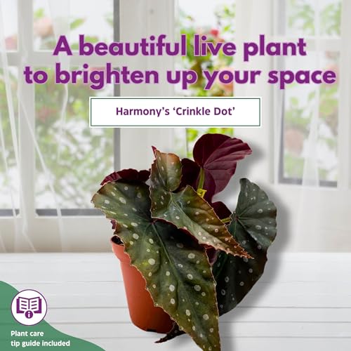 Harmony Foliage Harmony's Crinkle Dot Angel Wing Cane Begonia 4 inch