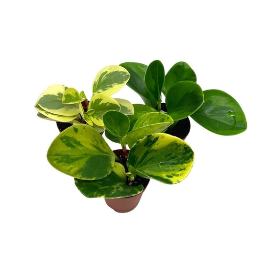 Variegated Peperomia Marble Variety Assortment, Peperomia Obtusifolia, 3 Different American rubberplant, 2 inch