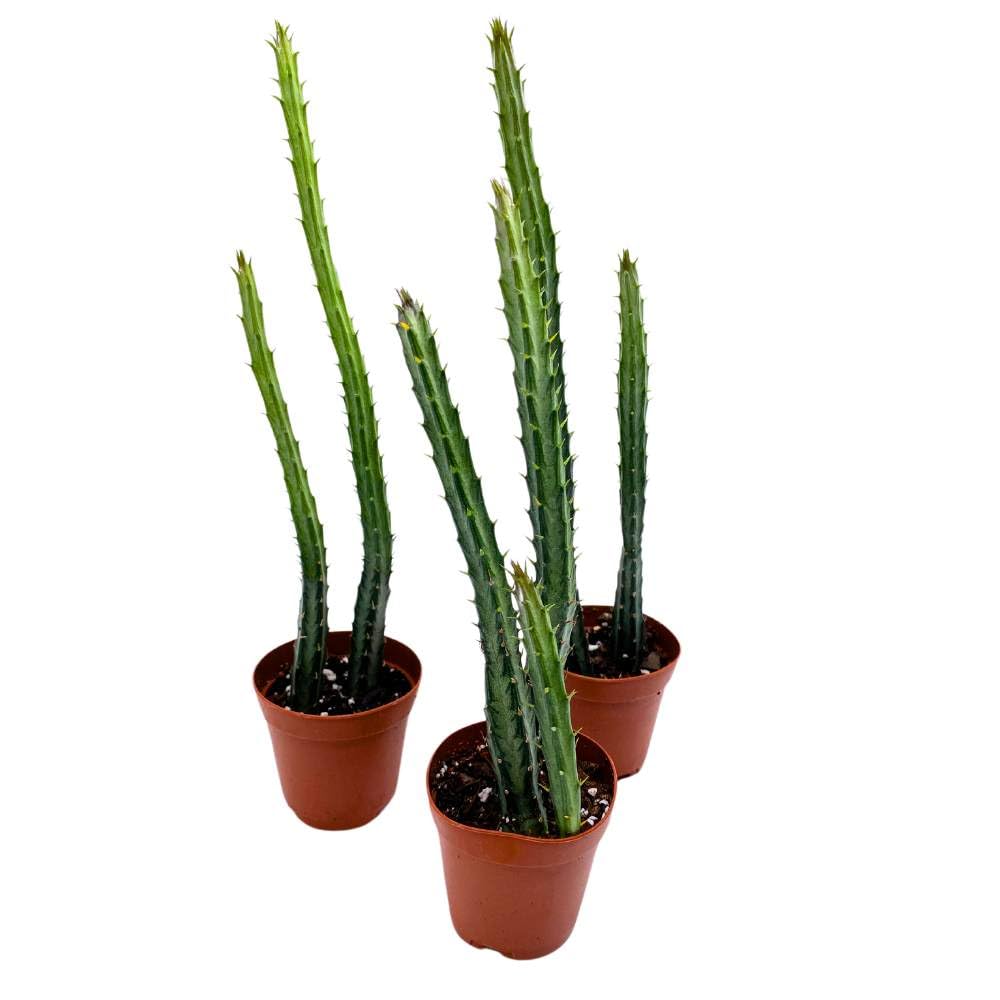 Pickle Plant Pencil Cactus, 2 inch Set of 3, Kleinia stapeliiformis Tiny Mini Pixie Plants