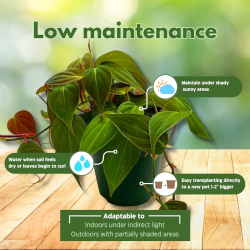 BubbleBlooms Philodendron Assortment in 4 inch Pots Set of 3