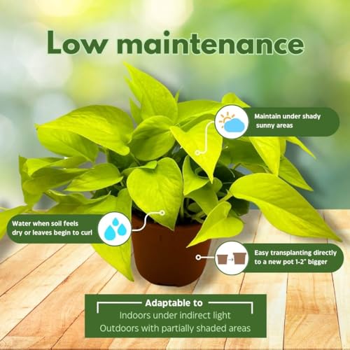 BubbleBlooms Neon Pothos in a 6 inch Pot Devil's Ivy, Hunter's Rove