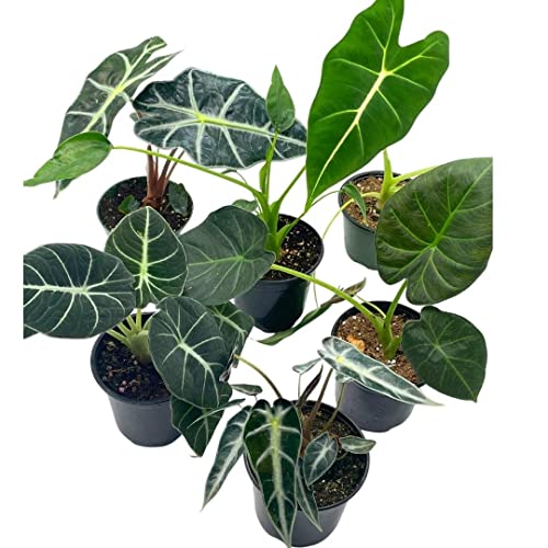 BubbleBlooms Alocasia Assortment Set, 6 Different Alocasias in 4 inch pots Grower's Choice