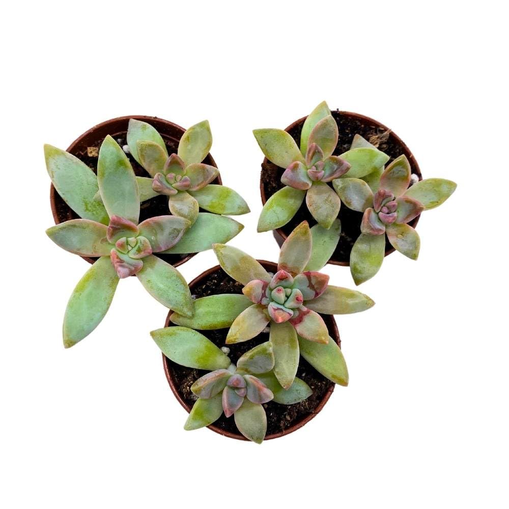 Graptoveria Blue Pearl, 2 inch Set of 3, Pink Tipped Succulent Tiny Mini Pixie