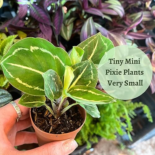 BubbleBlooms Calathea Assortment Set, 2 inch pots, 5 Different Prayer Plants, pet Friendly Indoor Low Light