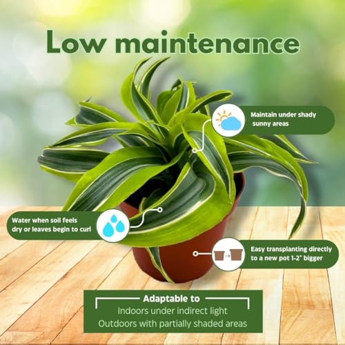 BubbleBlooms Dracena Lemon Surprise 4 inch deremensis, Lemon Lime fragans