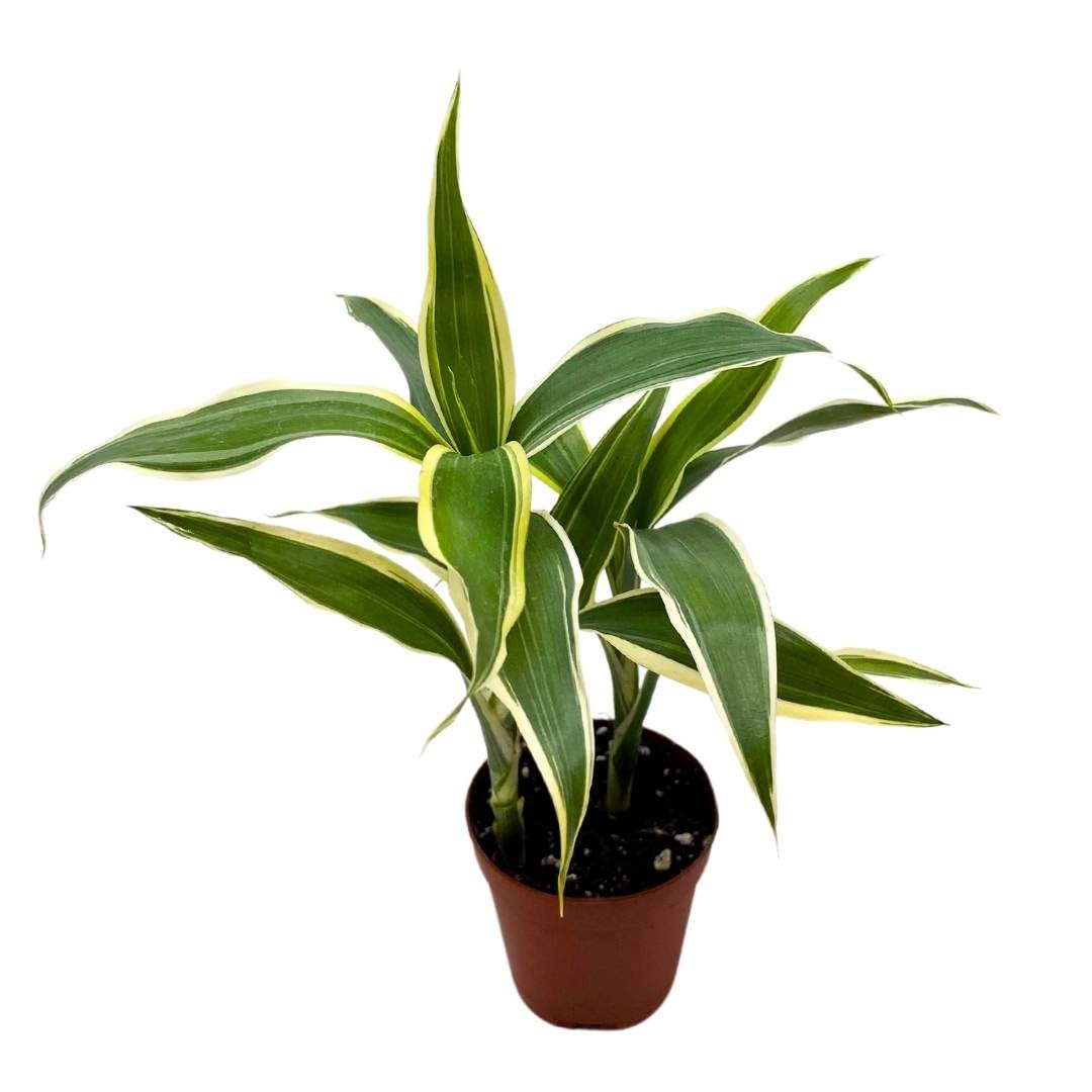 BubbleBlooms Variegated Dracaena Fragrans in a 2 inch Pot Corn Plant Tiny Mini Pixie