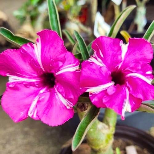 BubbleBlooms Desert Rose Purple Medal in a 4 inch Pot Extremely Rare Flower
