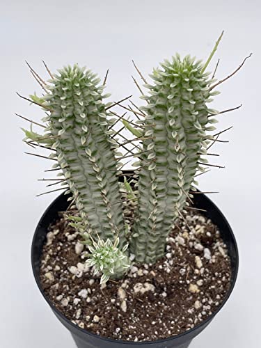BubbleBlooms White Euphorbia Mammillaris in a 4 inch Pot Corncob Corkscrew Euphorbia