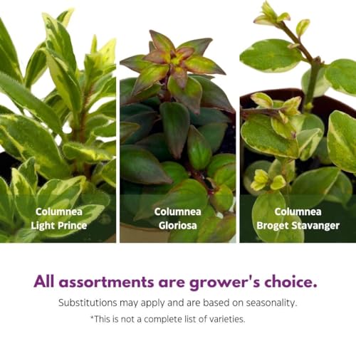 Harmony Foliage Columnea Goldfish Plant Assortment Set of 3 in a 2 inch Pot