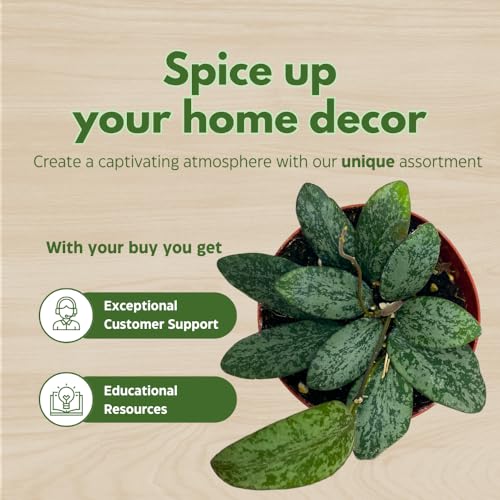 BubbleBlooms Hoya Sigilatis in a 4 inch Pot