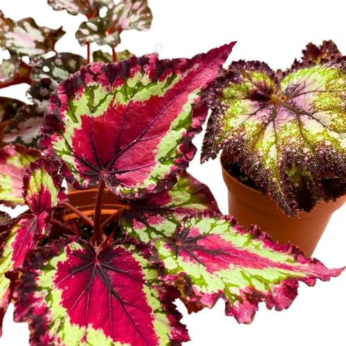 Harmony Foliage Harmony's Begonia Rex Assortment, 4 inch 5 Different Colorful Rex Begonias