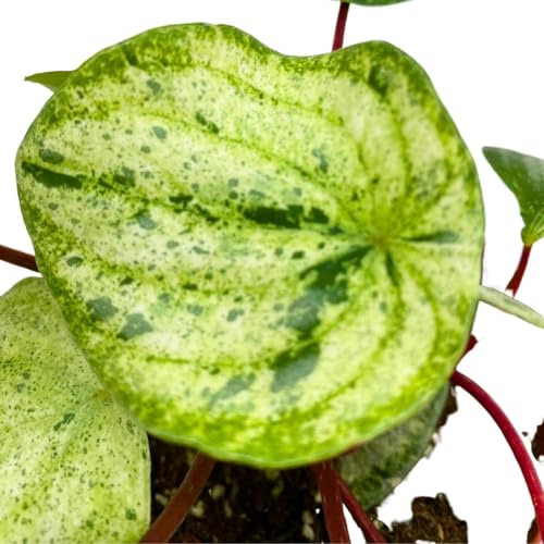 Harmony Foliage Harmony's Gold Dust in a 4 inch Pot peperomia Variegated Watermelon pep Sport