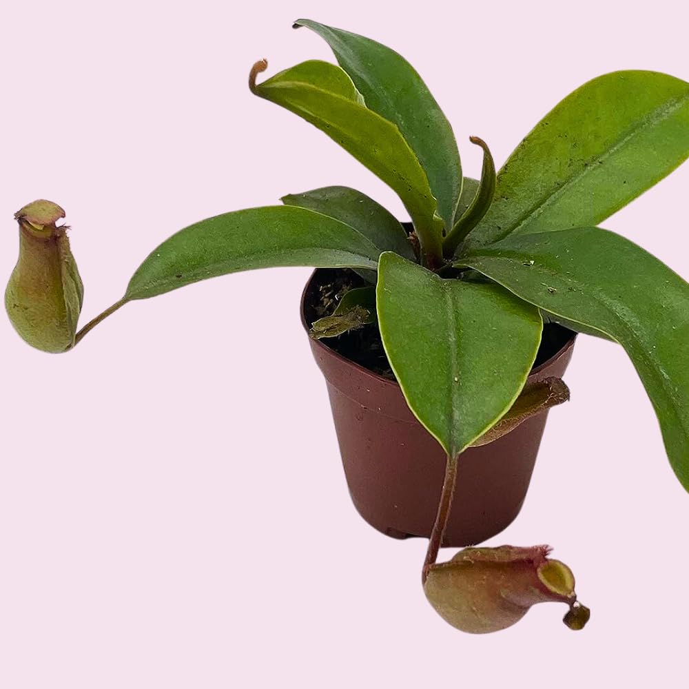 Winged Pitcher Plant, Carnivorous, in 2 inch Pot