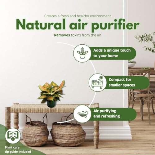 BubbleBlooms Aglaonema Pink Dalmation Chinese Evergreen Lady Valentine in a 6 inch Pot