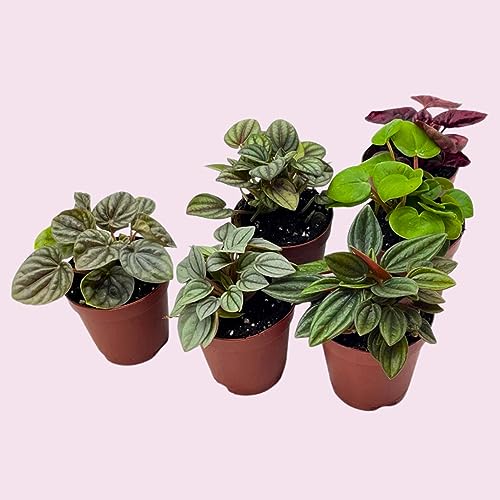 BubbleBlooms Peperomia Assortment, 6 Different peperomias in 2 inch pots Grower's Choice