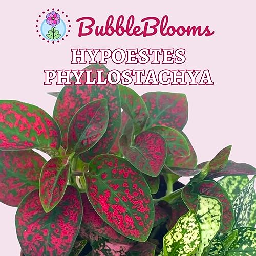 Polka-dot-Plant, Hypoestes phyllostachya, Live in a 2 inch Pot Tiny Mini Pixie Plant