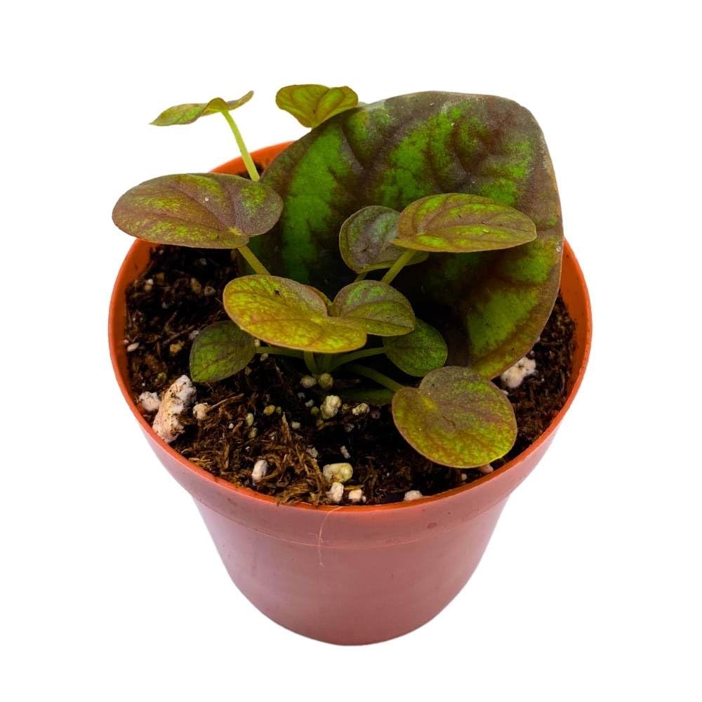 Peperomia Peppermill 2 inch Pixie pep