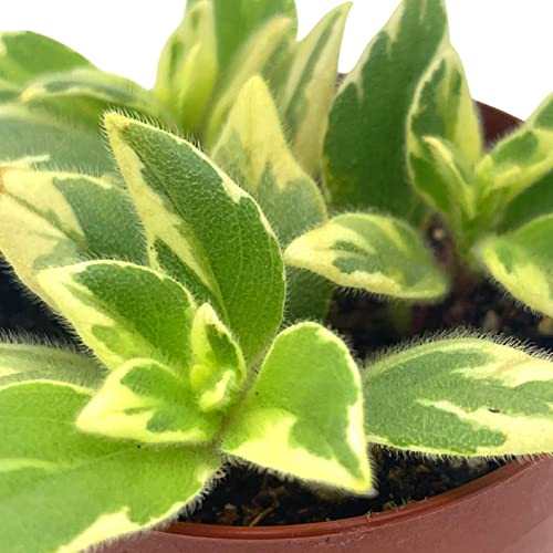 BubbleBlooms Columnea Light Prince Goldfish Plant 2 inch hirta Lipstick Tiny Mini Pixie Arrangement-Sized Plant