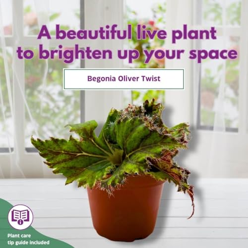 Harmony Foliage Begonia Oliver Twist 4 inch Rhizomatous