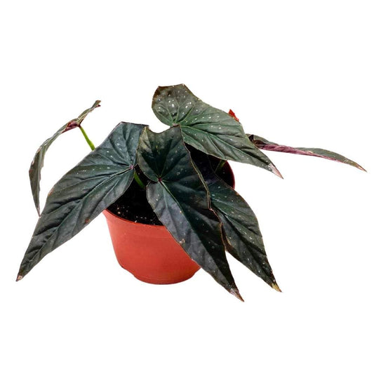 Harmony's Dark Fang Angel Wing, 6 inch Cane Begonia Black Narrow Leaf Silver Tip with Few Polkadots