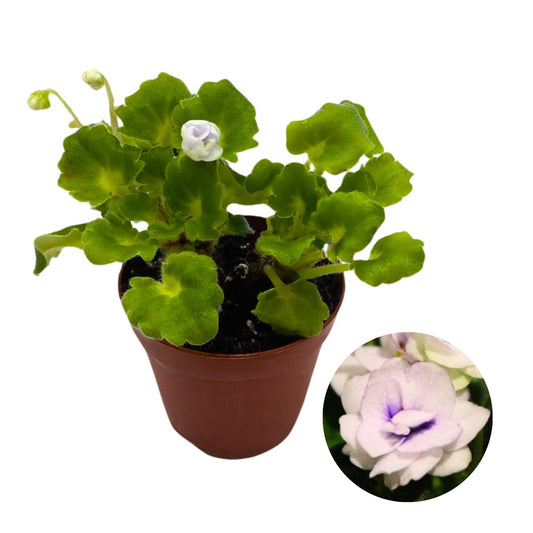 Harmony Foliage Mini African Violet Shiawasee Trail 2 inch White Flower