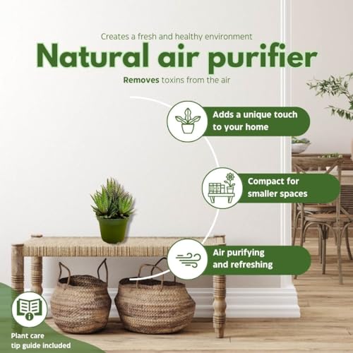 BubbleBlooms Zebra Haworthia, 4 inch Pot Haworthiopsis attenuata