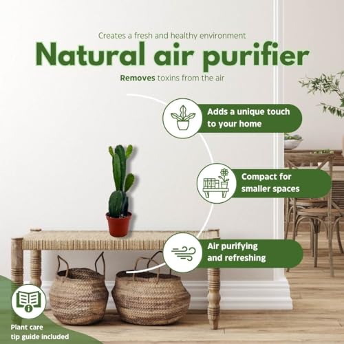 BubbleBlooms Opuntia ficus-Indica, Prickly Pear Cactus, Rare Cactus in a 4 inch Pot Well Rooted