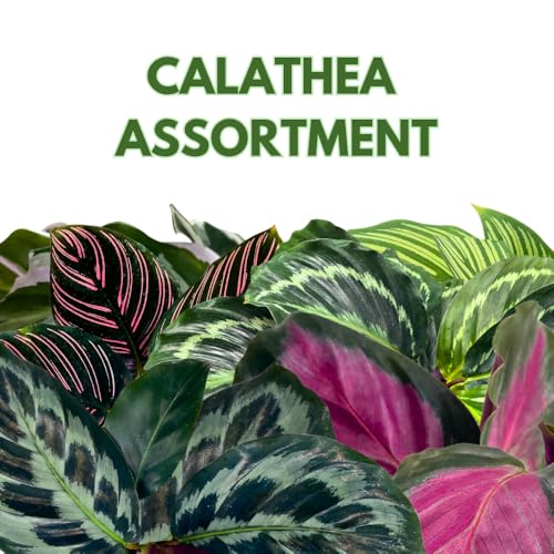 BubbleBlooms Calathea Assortment in 4 inch Pots Set of 5 Prayer Plants