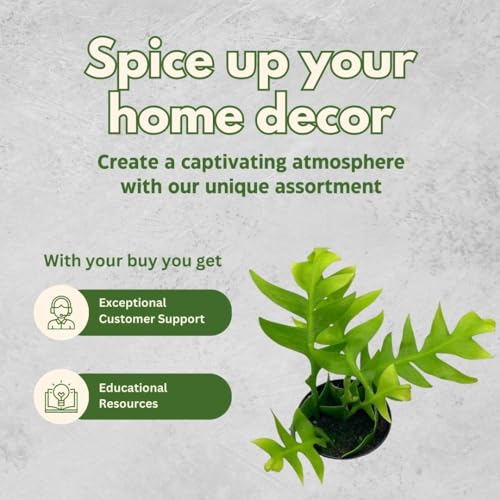 BubbleBlooms Sharktooth Fern in a 4 inch Pot Selenicereus chrysocardium