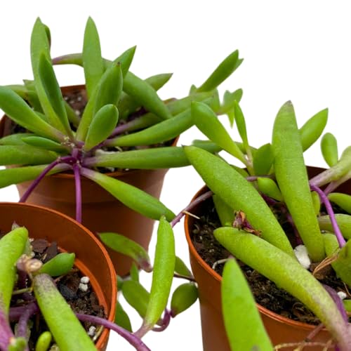 BubbleBlooms Ruby Necklace Succulent 2 inch Set of 3