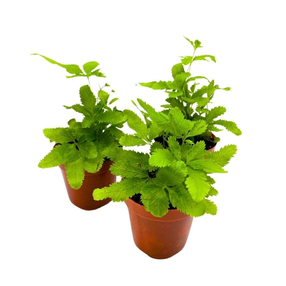 Ribbon Fern, 2 inch Set of 3 Brake Fern Pteris cretica Tiny Mini Pixie Plants