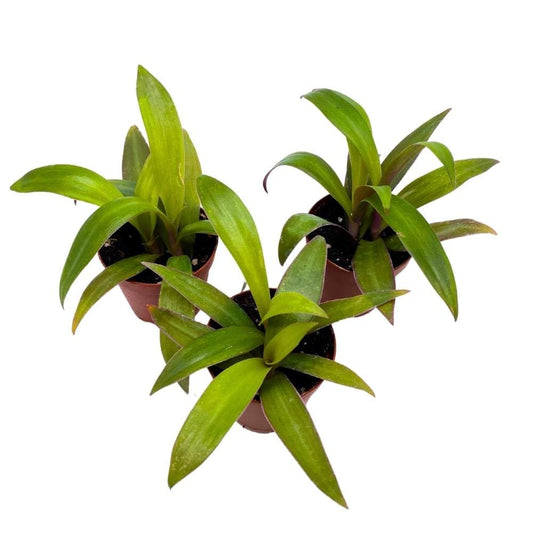 Moses in The Cradle Tradescantia spathacea, 2 inch Set of 3, Boat Lily Tiny Mini Pixie Plant