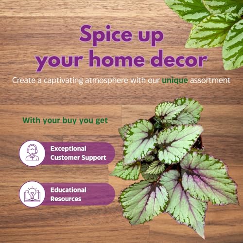 Harmony Foliage Salsa Begonia Rex 6 inch Pink Green White