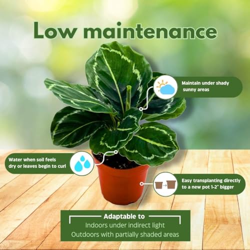 BubbleBlooms Calathea Green Goddess Roseopicta in a 4 inch Pot