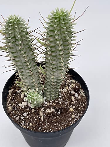 BubbleBlooms White Euphorbia Mammillaris in a 4 inch Pot Corncob Corkscrew Euphorbia