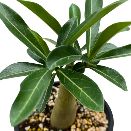 BubbleBlooms Desert Rose Rose Crown in a 4 inch Pot Extremely Rare Flower