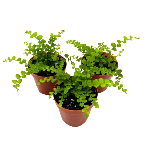 Boston Fern 2 inch Set of 3 Nephrolepis exaltata Bostonfern Tiny Mini Pixie Plants