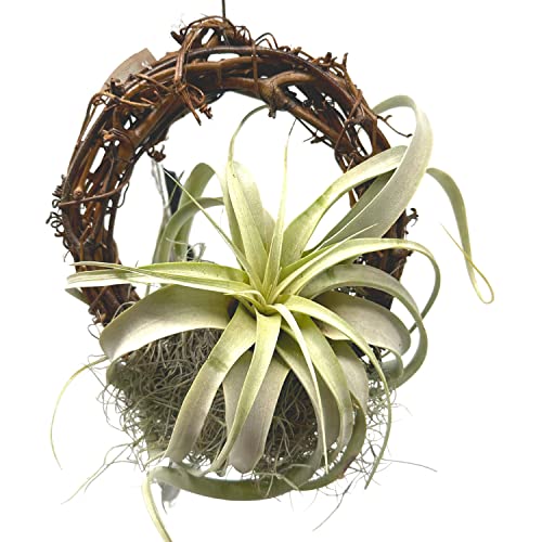 BubbleBlooms Tillandsia Xerographica on an 8 inch Natural Wreath Mounted with Moss, Air Plant Wall Hanger