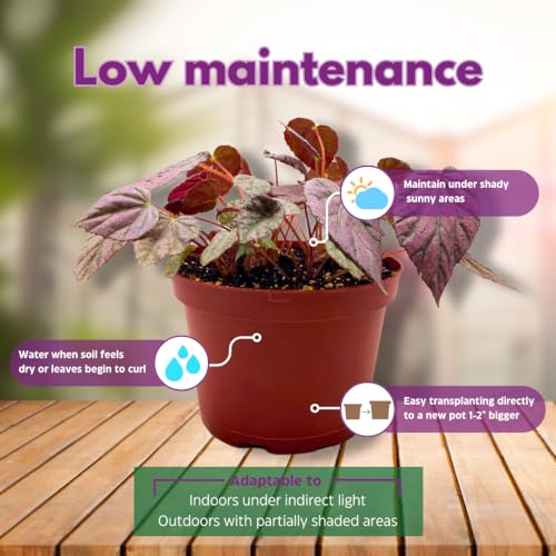 Harmony Foliage Harmony's Stormy Sunset Rhizomatous Begonia 6 inch Pink Rhizo