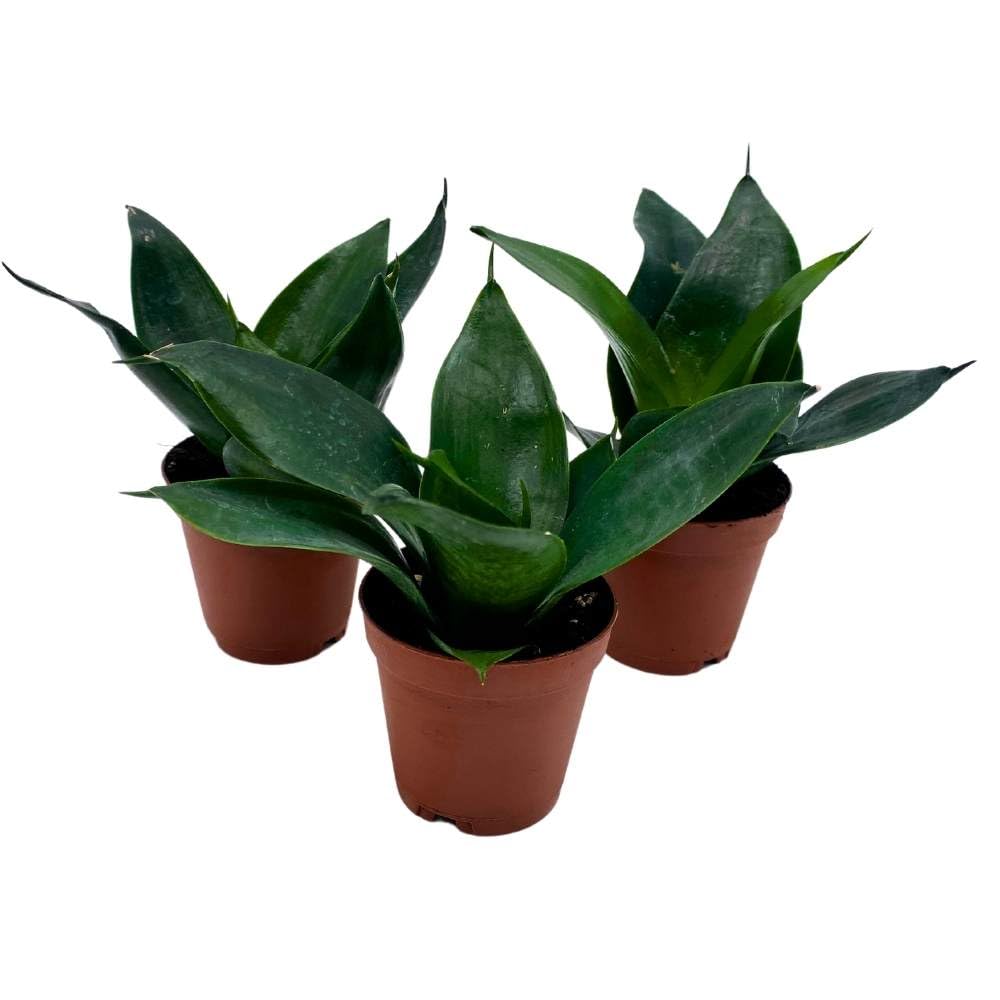 Jade Snake Plant 2 inch Set of 3 All Green Dwarf Rosette Sansevieria Tiny Mini Pixie Plants