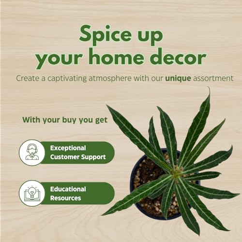 BubbleBlooms Desert Rose Perfume in a 4 inch Pot Extremely Rare Flower