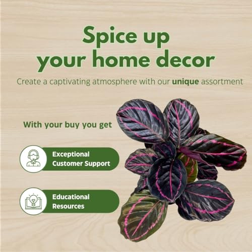 BubbleBlooms Calathea Dottie Black Rose Roseopicta in a 4 inch Pot