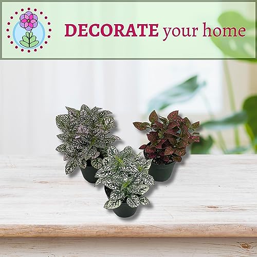 BubbleBlooms Polka Dot Plant Assortment in a 4 inch Pot Hypoestes Phyllostachya, Pink, White, and red, Flamingo Splash, Set of 3